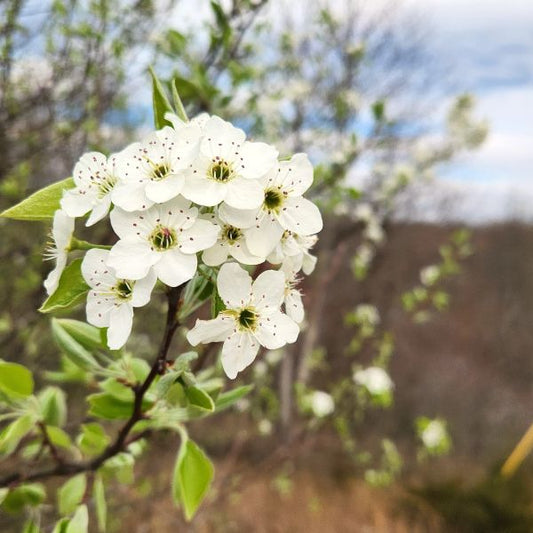 Close-up of white flowers on a branch with a blurred natural Serviceberryamelanchiorcanadensisbackground