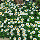 Snowcap Shasta Daisy