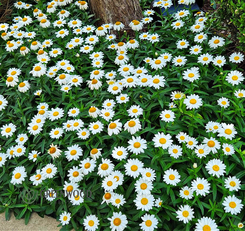 Snowcap Shasta Daisy