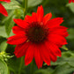 Close-up of a bright red flower with green leaves in the background