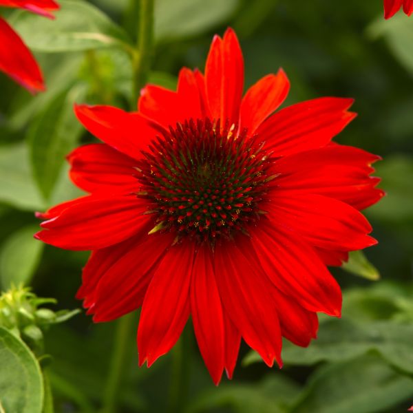 Close-up of a bright red flower with green leaves in the background