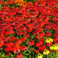 Field of red and yellow flowers with green leaves