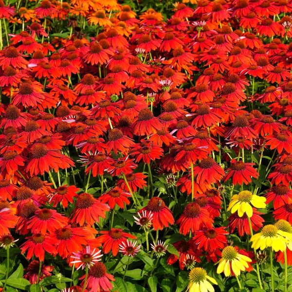 Field of red and yellow flowers with green leaves