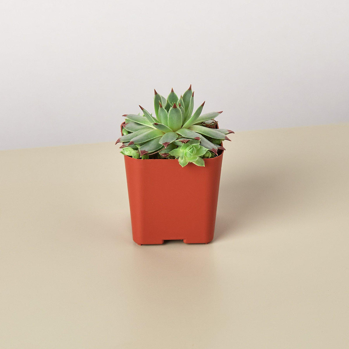 Succulent Variety Packs- 2.0" Pot
