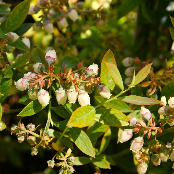 "Sunshine Blue Blueberry bush blooming – Greenwood Online Nursery"