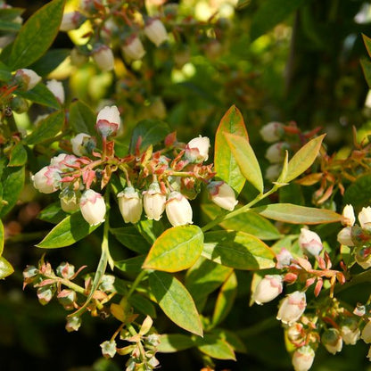 "Sunshine Blue Blueberry bush blooming – Greenwood Online Nursery"