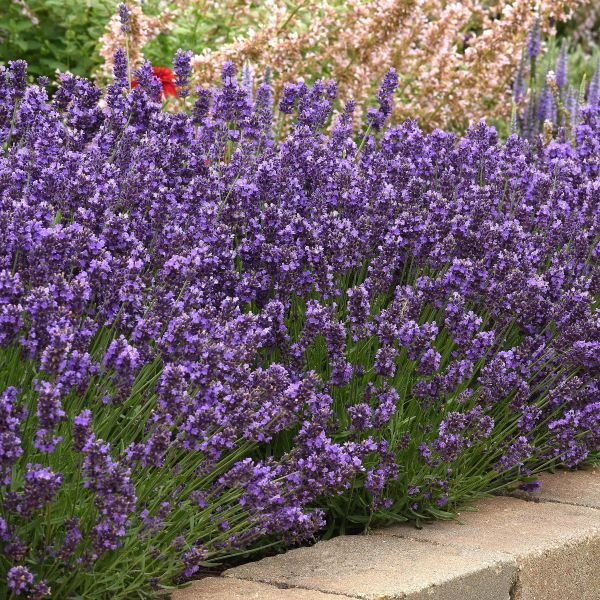 Super Blue lavender hedge 