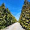 Thuja Green Giant used in a landscape, providing natural privacy and elegance
