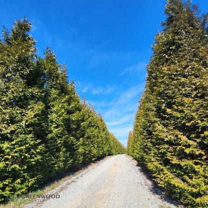 Thuja Green Giant used in a landscape, providing natural privacy and elegance