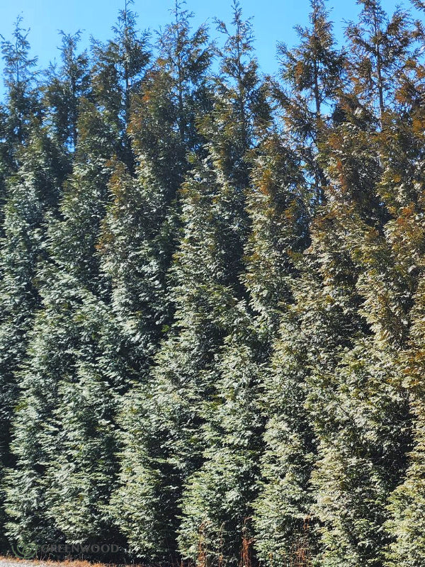 Thuja Green Giant forming a dense, lush privacy hedge with rich, green foliage