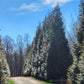 Thuja Green Giant used in a landscape, providing natural privacy and elegance"