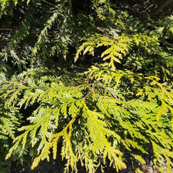 Close-up of Thuja Green Giant's deep green, evergreen foliage