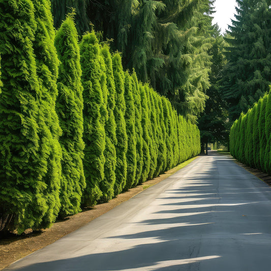 Green Giant Arborvitae lining a paved driveway