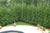 thuja green giants in a hedge setting