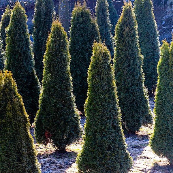 Thuja holmstrup growing in field showing narrow shape. 