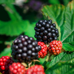 Close-up of blackberries and red berries on a green leafy background