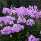 'Uptown Girl' Phlox paniculata adding fragrance and color to a garden patio or deck