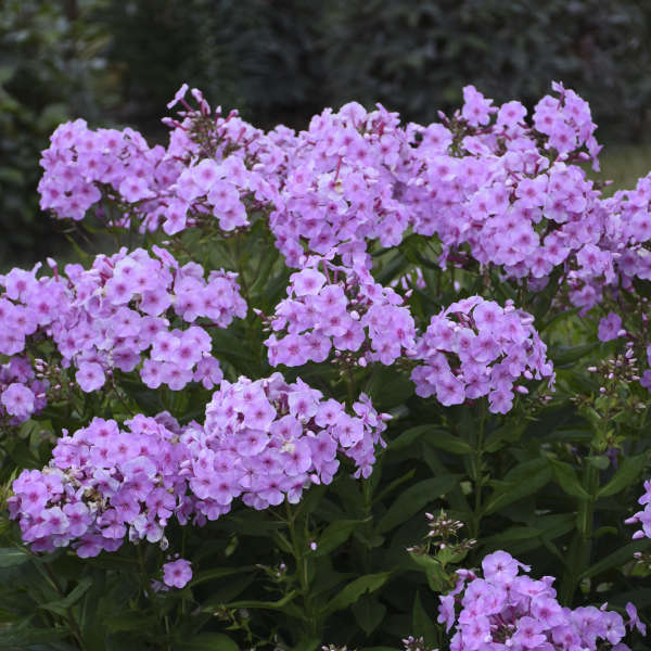 'Uptown Girl' Phlox paniculata adding fragrance and color to a garden patio or deck