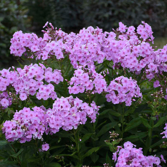 'Uptown Girl' Phlox paniculata adding fragrance and color to a garden patio or deck
