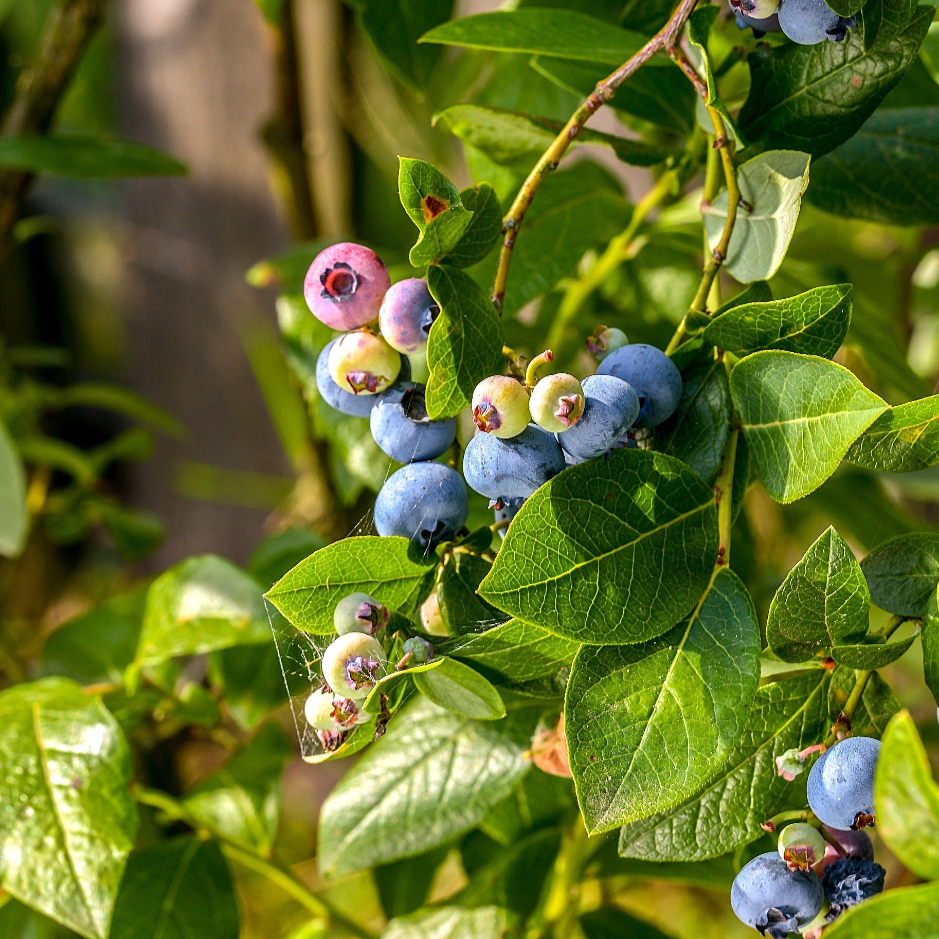 Vaccinium_corymbosum_Sunshine_Blue_close_up_berries_on_plant_