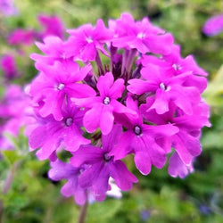 Homestead Purple Verbena with trailing stems covered in deep purple flower clusters blooming in full sun.