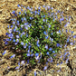 Veronica Georgia Blue used in a rock garden, adding color and texture