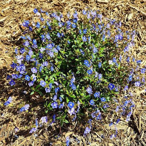 Veronica Georgia Blue used in a rock garden, adding color and texture