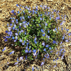 Veronica ‘Georgia Blue’ with periwinkle‑blue spring flowers and evergreen foliage spreading along a sunny garden edge.