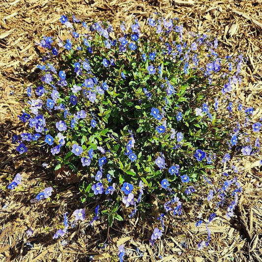 Veronica Georgia Blue used in a rock garden, adding color and texture