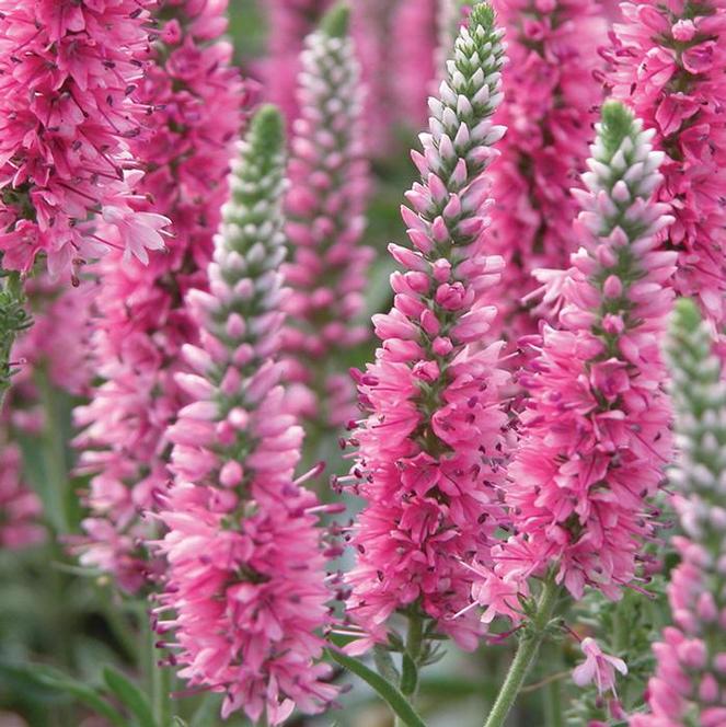 Close-up of 'Red Fox' Veronica Speedwell's fuchsia red flower spikes