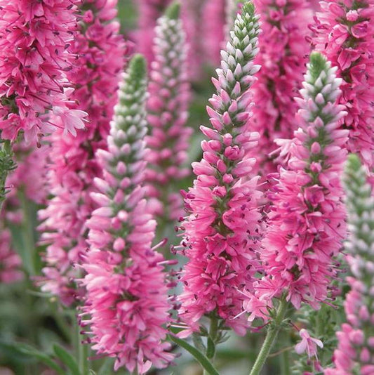 Close-up of 'Red Fox' Veronica Speedwell's fuchsia red flower spikes