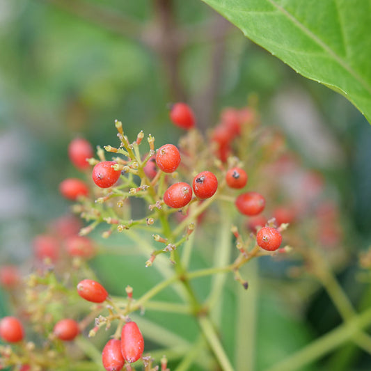 Yardline® Viburnum with glossy evergreen leaves and red berries