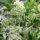 Close-up of Yardline® Viburnum's lovely white flowers in spring