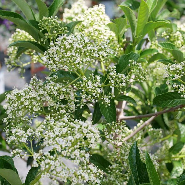 Close-up of Yardline® Viburnum's lovely white flowers in spring