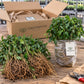 Bare-root plants and wrapped bundles on a packing table with a Greenwood Nursery shipping box and tools in a greenhouse setting.”