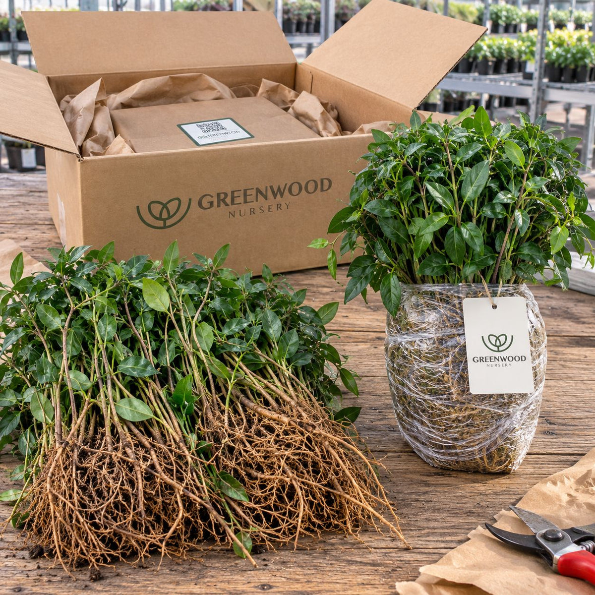 Bare-root plants and wrapped bundles on a packing table with a Greenwood Nursery shipping box and tools in a greenhouse setting.”