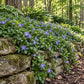 Vinca minor groundcover with lavender‑blue blooms cascading over a mossy stone retaining wall in a shaded woodland garden.”