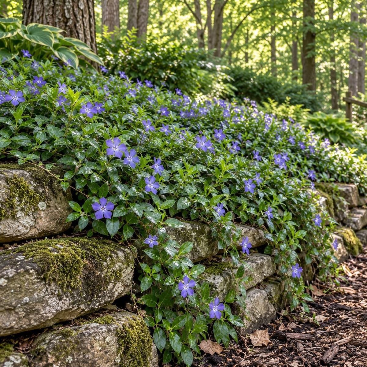 Vinca minor groundcover with lavender‑blue blooms cascading over a mossy stone retaining wall in a shaded woodland garden.”