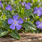 Close-up of a violet-blue Vinca minor flower with glossy green leaves and fresh water droplets.”
