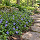 Dense Vinca minor groundcover with purple-blue flowers growing beside a curved stone garden pathway.”