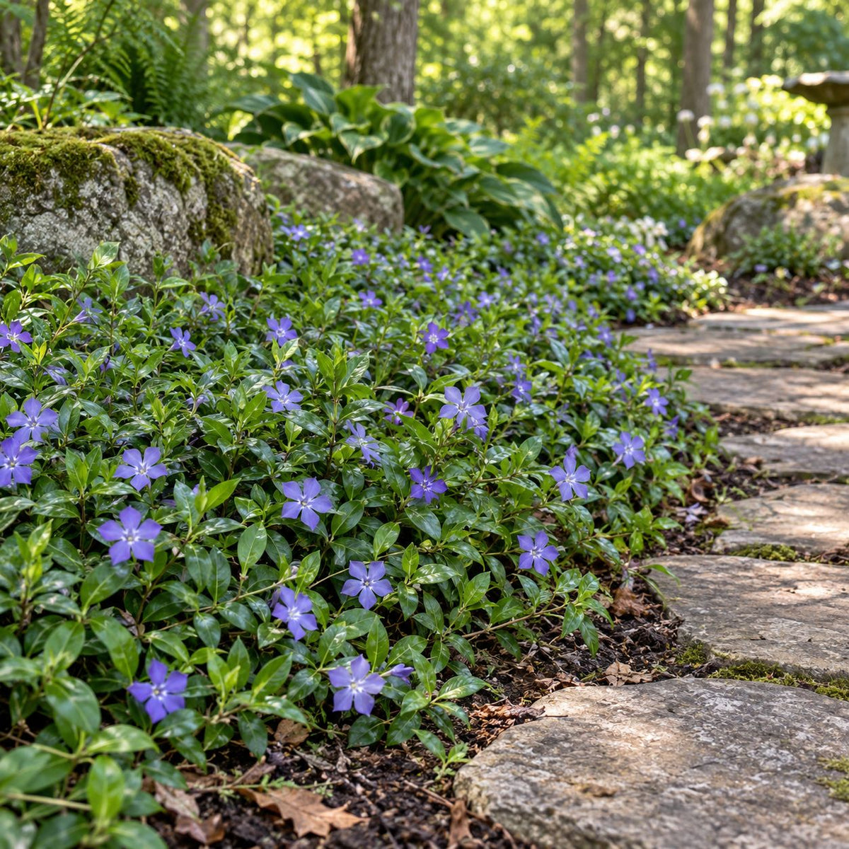 Deer‑Resistant Groundcovers