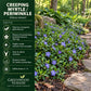 Creeping Myrtle (Vinca minor) groundcover with lavender-blue blooms beside an informational panel listing plant facts.”