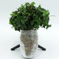 Vinca Minor used as ground cover actual bundle of 50 plants wrapped and ready to ship