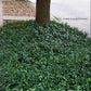 Vinca Minor used as ground cover in a shaded garden, forming a dense mat of green foliage and blue flowers