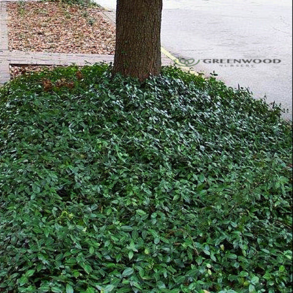 Vinca Minor used as ground cover in a shaded garden, forming a dense mat of green foliage and blue flowers