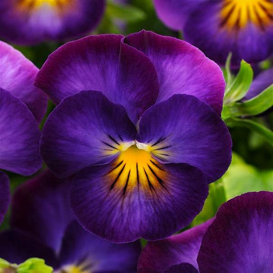 close up of violet Halo Viola flower