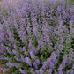 Walkers low nepta catmint garden setting