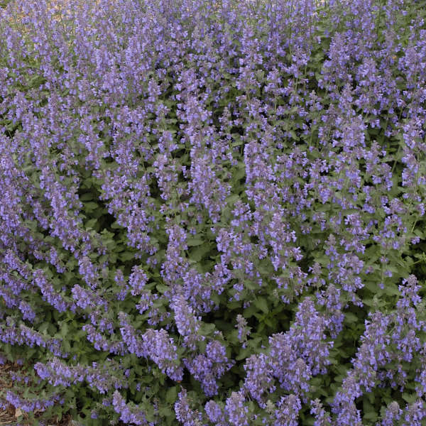 Walkers low nepta catmint garden setting