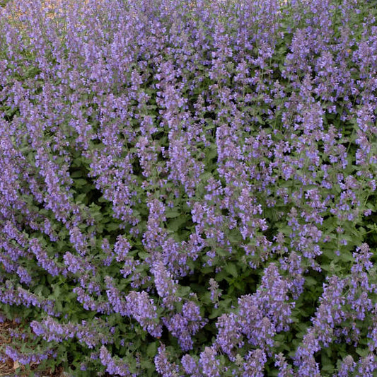 Walkers low nepta catmint garden setting