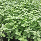 “Greenhouse trays of young catmint plants with dense green foliage.”